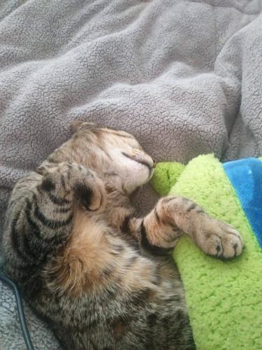 Amor por las mascotas