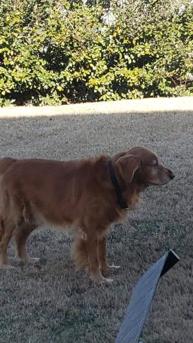 Amor por las mascotas