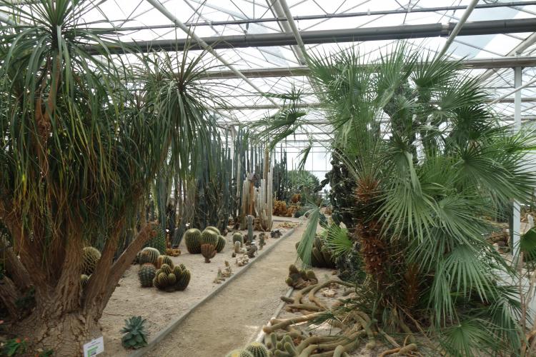 Storry Telling Van Anny Cactus