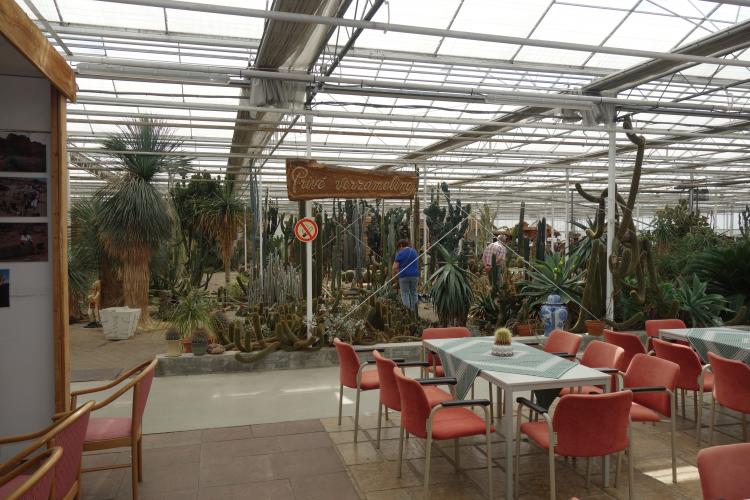 Storry Telling Van Anny Cactus