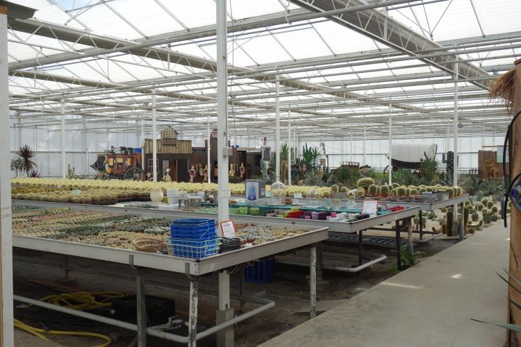 Storry Telling Van Anny Cactus