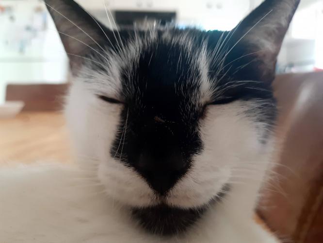 Gelukkige luie tom:)