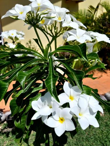 Flowers in the afternoon.