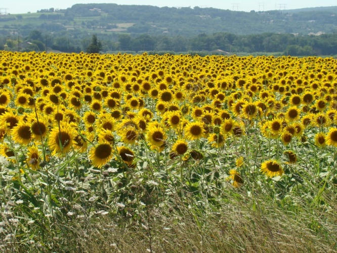 Tournesols