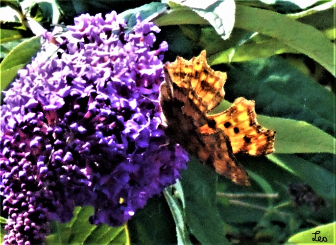 Gehakkelde Aurelia op vlinderstruik.