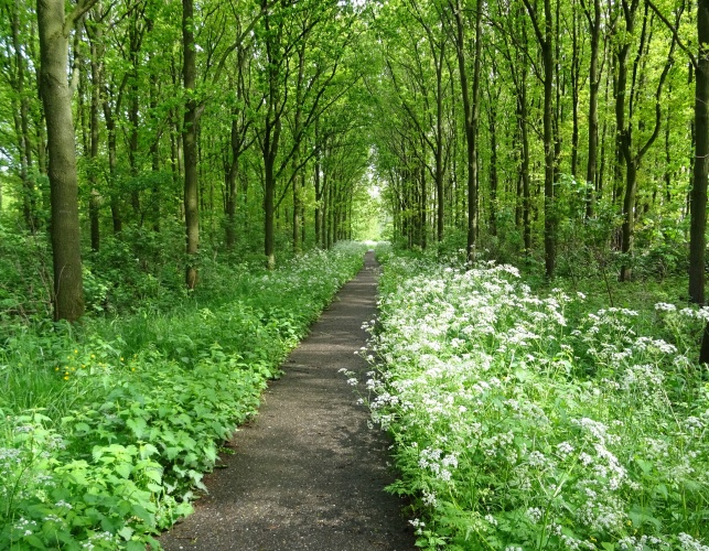 Creatie van wit en groen