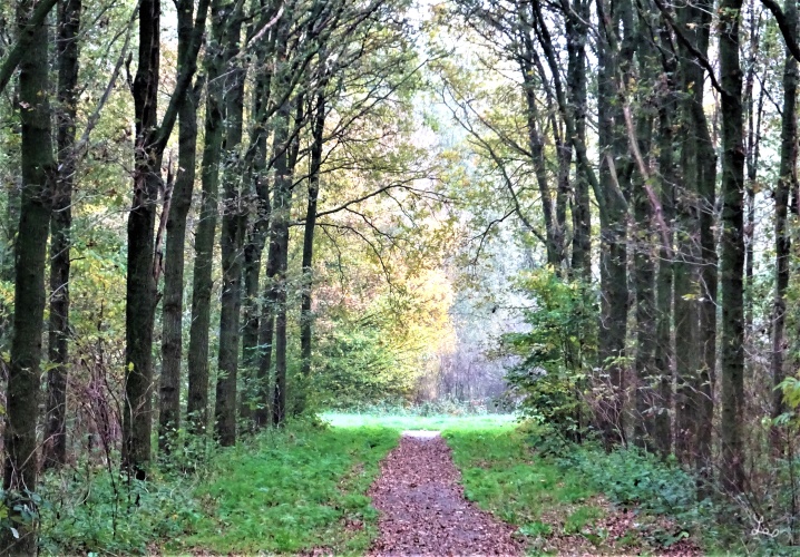 Als de bladeren vallen