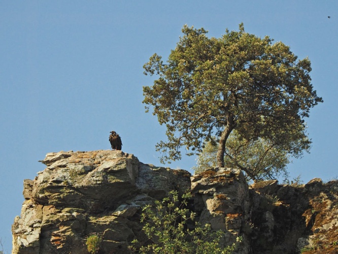 Monniksgier in de tuin