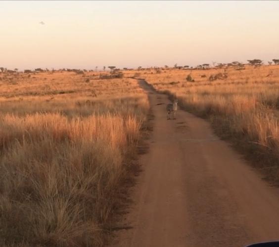 Ok,ok! Here’s the photo from Africa, with cheetah! The other one was indeed Holland! #sunrise