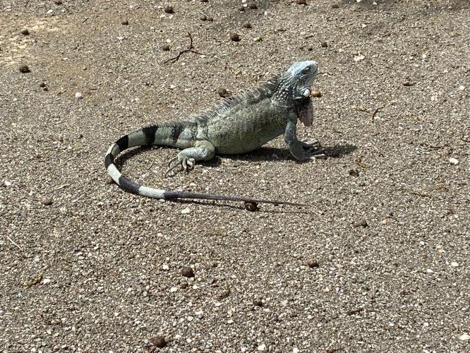 A typical companion when you’re sitting still outside in Curaçao, green iguana 