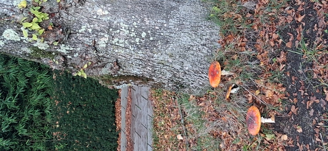 paddestoeltjes