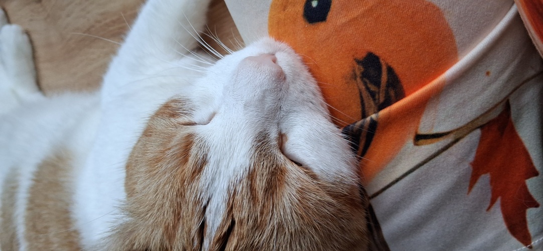 Paws on mentaliteit