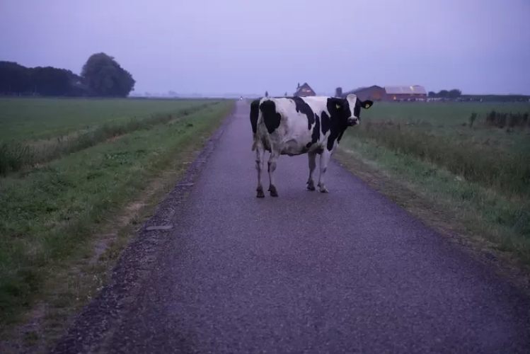 Howdy cow?
