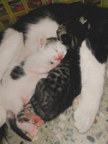Todo lo que se hace por amor será siempre muy bien. Mi sueño es crear un refugio para animales, sobretodo para gatitos, siempre que puedo ayudo, rescato y busco un hogar para los mishis. 
Actualmente tengo 3 gatos, y tengo otros 8 más que estoy dando en adopción, son 3 gatas adultas y 6 gatos pequeños. Sin duda alguna los mishis son seres perfectos.