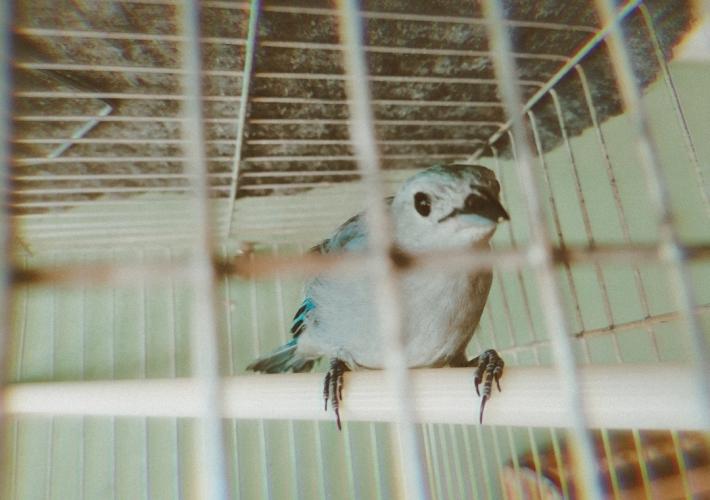 Mordo the surviving bird