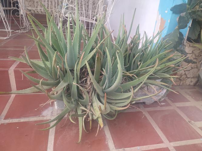 Mi planta de Aloe Vera
