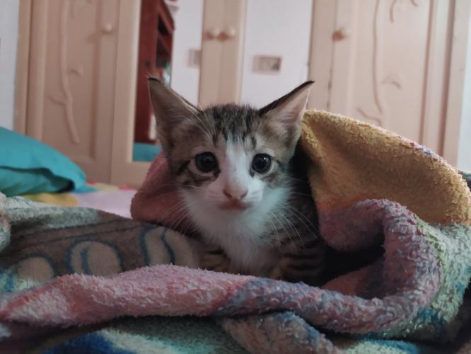 ¿Tienen gatos de mascota?