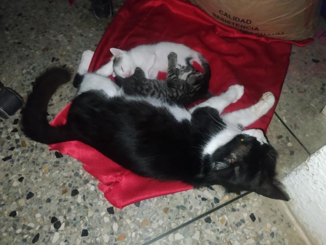 Mis bebés 🐱❤️