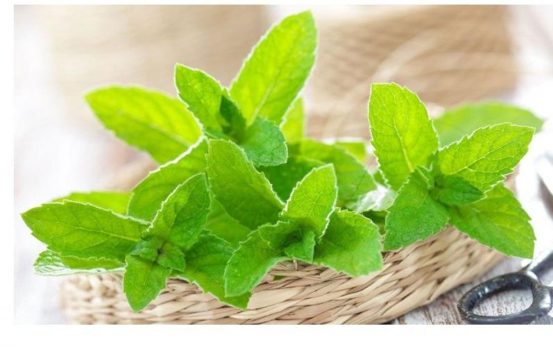 10  Plantas  Imprescindibles  En  Tu  Hogar