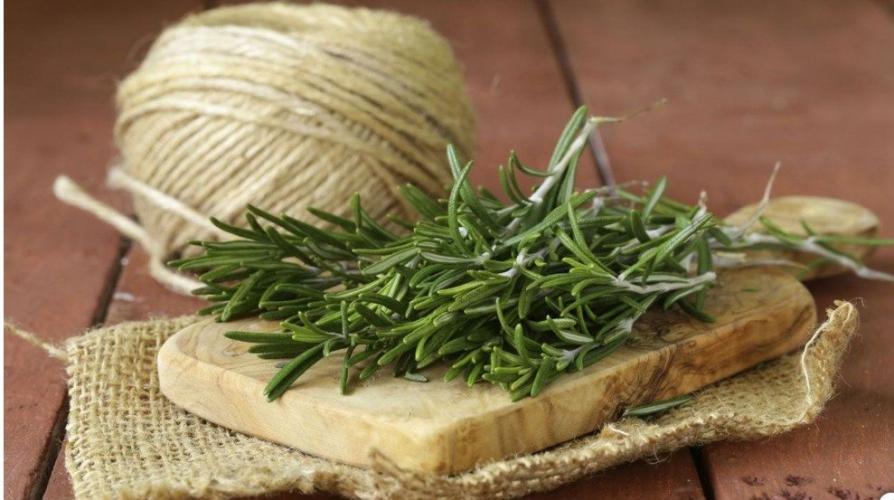 10  Plantas  Imprescindibles  En  Tu  Hogar