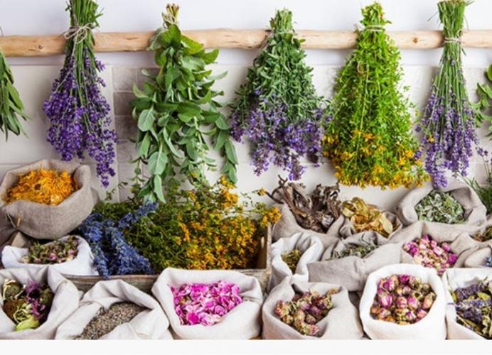 10  Plantas  Imprescindibles  En  Tu  Hogar