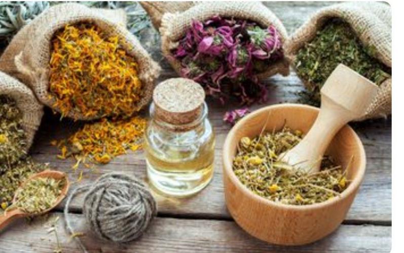 10  Plantas  Imprescindibles  En  Tu  Hogar