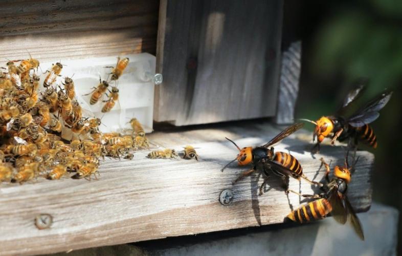 Aziatische honingbijen vs. Killer Hornets