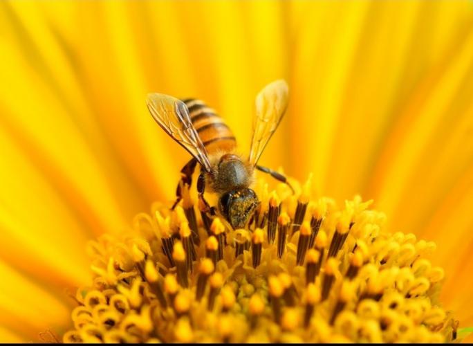 Aziatische honingbijen vs. Killer Hornets