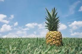 Benefits of PINEAPPLE SHELL