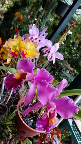 Orchids