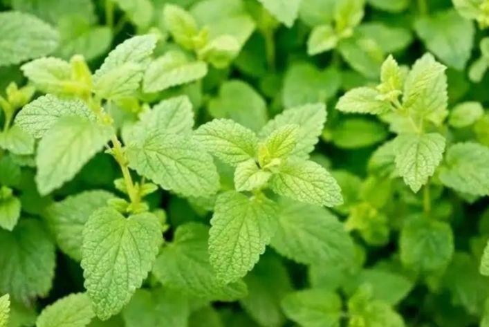 lemon balm: what is it, what is it for and how to prepare it