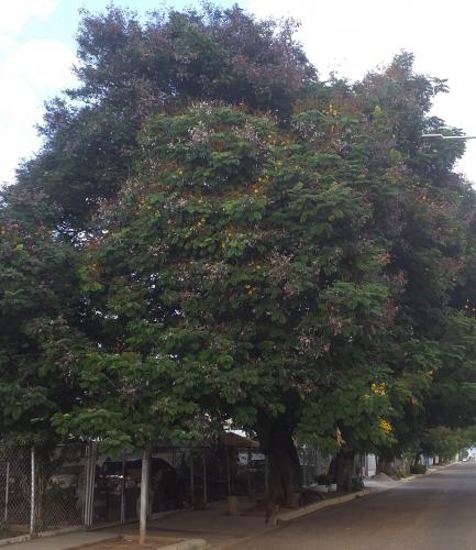 Acacia from my childhood