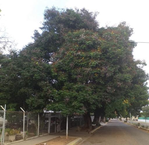 Acacia from my childhood