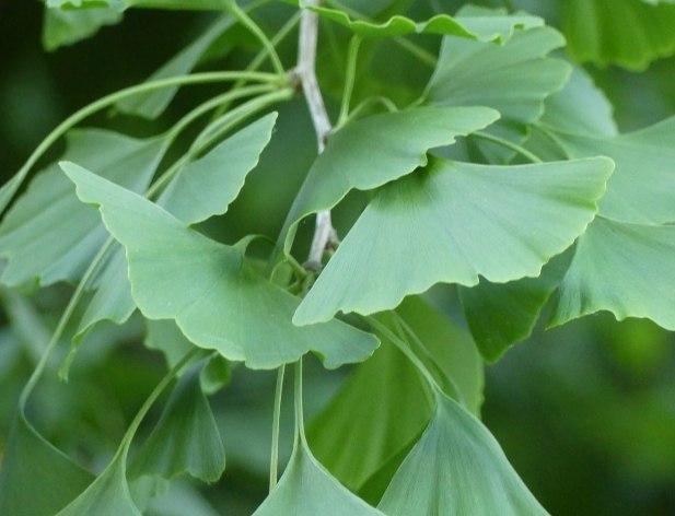 Plantas que ayudan nuestra concentración 