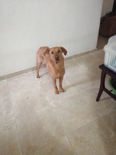 My faithful companion