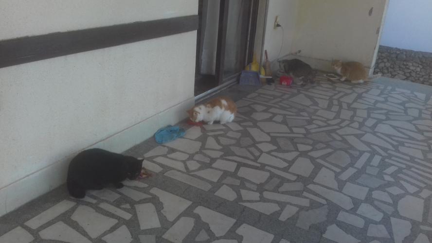 RESPECT! I simply ADORE animals.. Evidence ⬇⬇⬇
Mis 4 gatos salvajes 😸😹😻