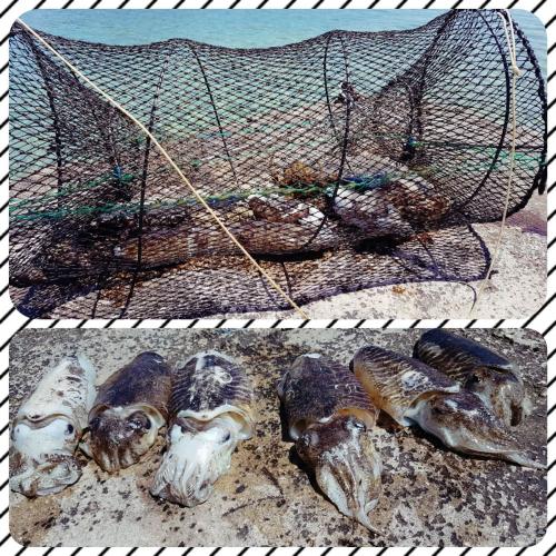 Do you like seafood?