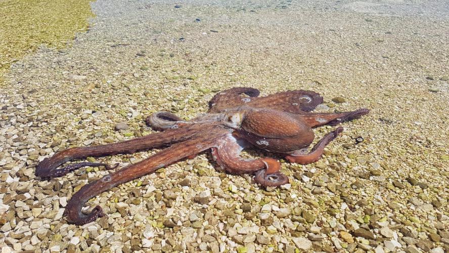 Guess what did I find in my fish trap? :D 