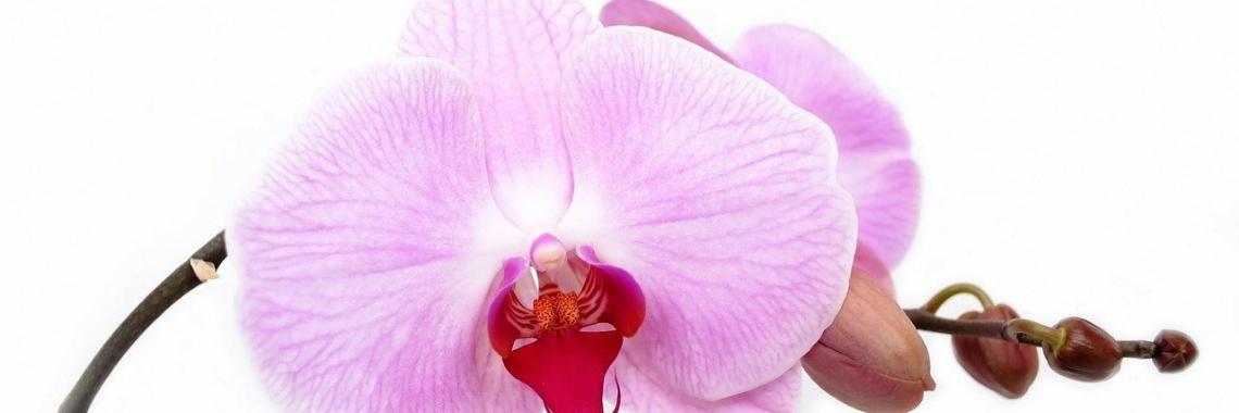 La Orquidea flor nacional de Venezuela