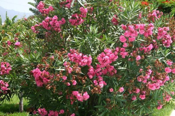 tienden a cultivarse flores fijandose solo en su belleza las cuales pueden ser muy toxicas, un ejemplo la Nerium olander L nosotros la conocemos como rosa de berbería que abunda en los jardines de mi país, su consumo puede ser muy peligroso