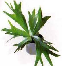 es un nombre un poco común pero que guarda cierto parecido, me vino la planta que en mi país&nbsp; le dicen&nbsp; "cacho o&nbsp; cuerno de alce" <a class="removable-mention" translate="no"  href="/useroverview/117107/Bij  Ann" data-mentionid="117107">@Bij  Ann</a>&nbsp;<br>foto:&nbsp;<a href="https://articulos.infojardin.com/plantas/cuerno-de-alce.htm" class="linkified" target="_blank" rel="nofollow">https://articulos.infojardin.com/plantas/cuerno-de-alce.htm</a><br>