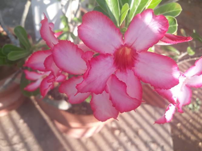 <a class="removable-mention" translate="no" data-mentionid="174895" href="/useroverview/174895/Toto%20Animo">@Toto Animo</a>&nbsp;tambien tenemos esta es muy hermosa, pero el rojo es uno de mis colores favoritos y su tonalidad me encanta