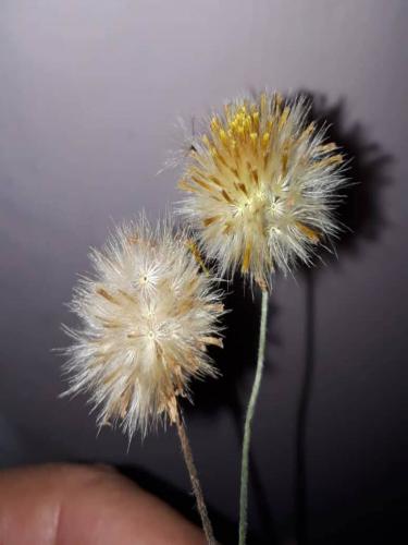 Taraxacum officinale