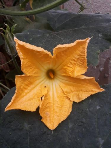 La hermosa flor de Calabaza