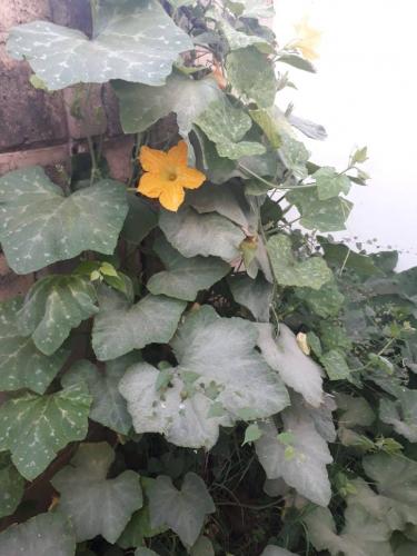 La hermosa flor de Calabaza