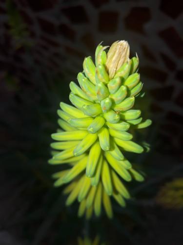 El encanto del Aloe Vera