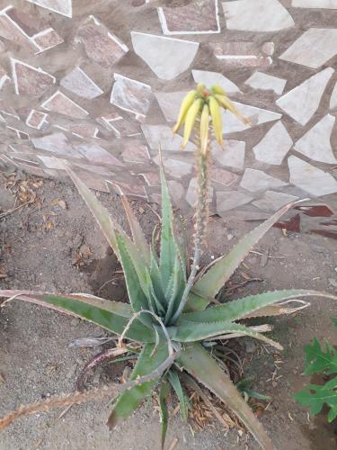 El encanto del Aloe Vera