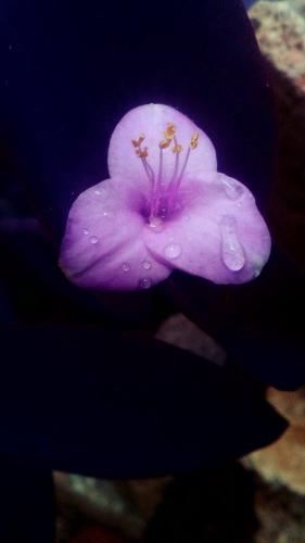 Hermosa naturaleza, romantica.