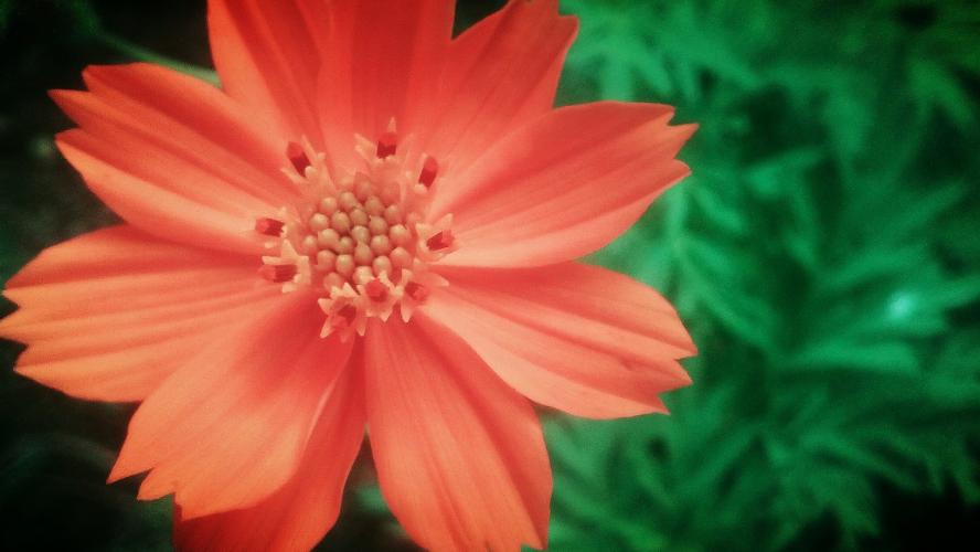 Hermosa naturaleza, romantica.