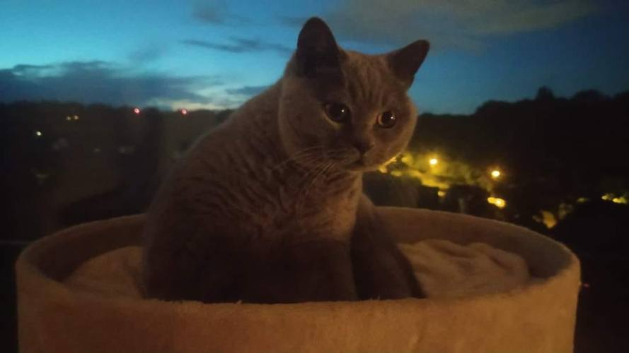 Mijn Britse Korthaar op zijn troon